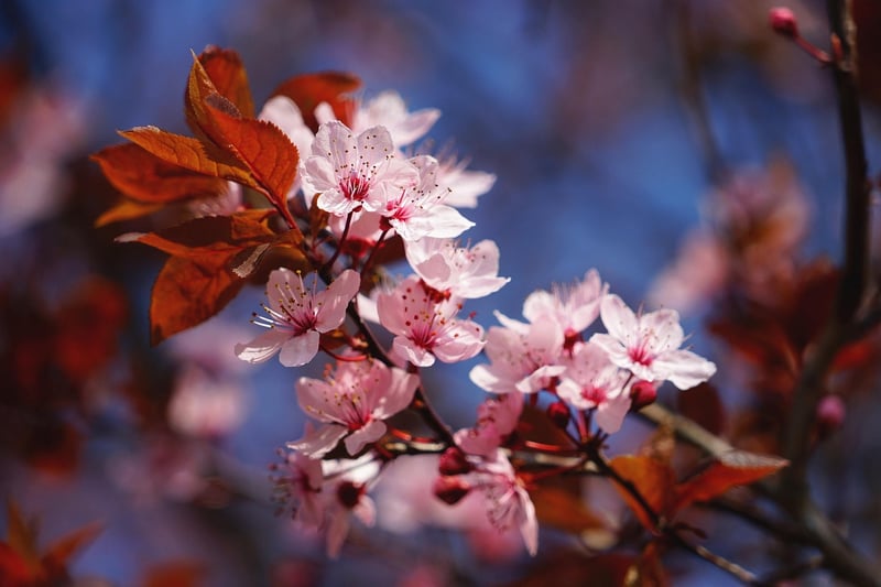 Cherry Blossom Festival in Japan