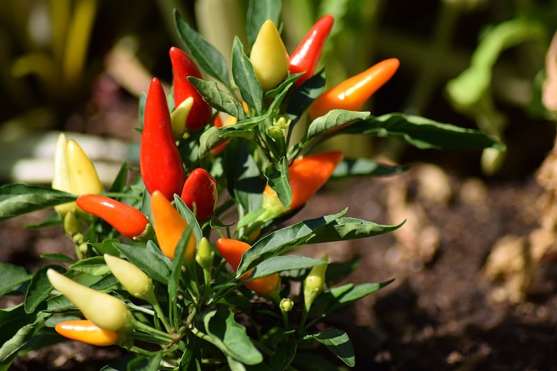 Exotic Spices